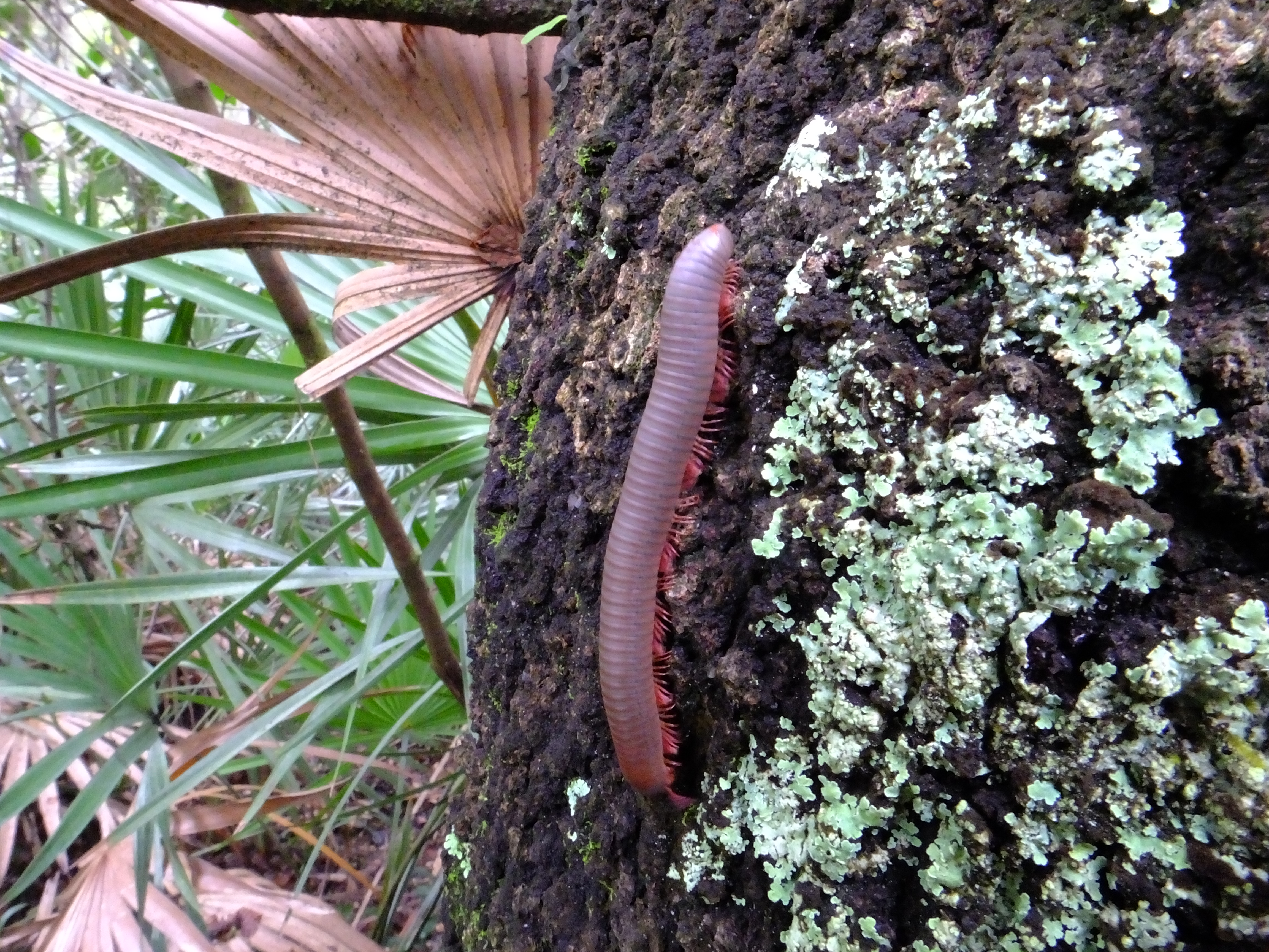 Представитель Семейства Trigoniulidae
